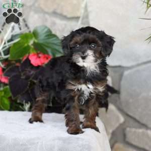 Rosie, Yorkie Poo Puppy